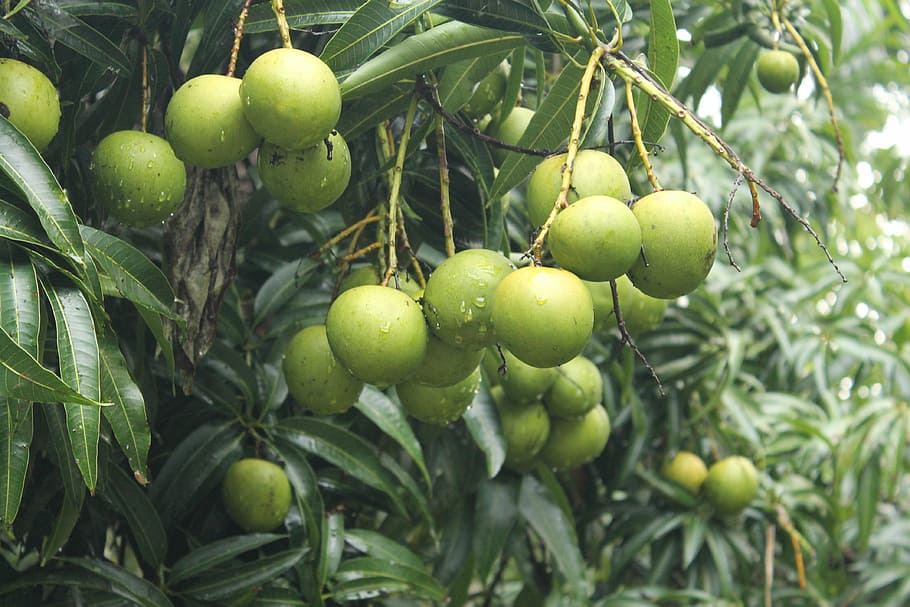 mangoes, trees, greenery, leaves, leafy, branches, unripe, sour HD wallpaper