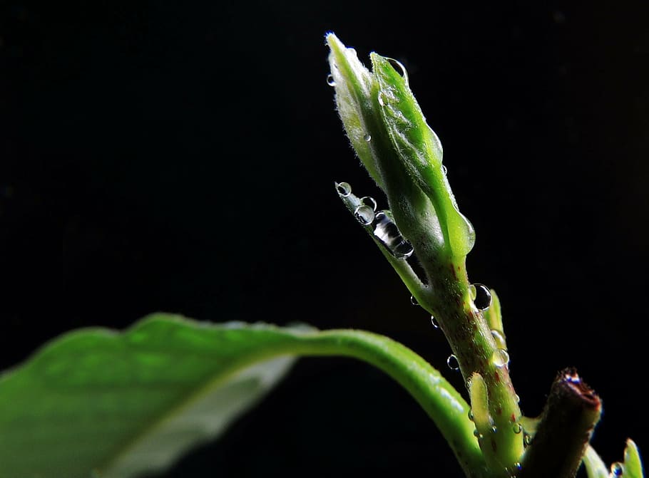 avocado, scion, close, flora, drip, spring, dew, green color HD wallpaper