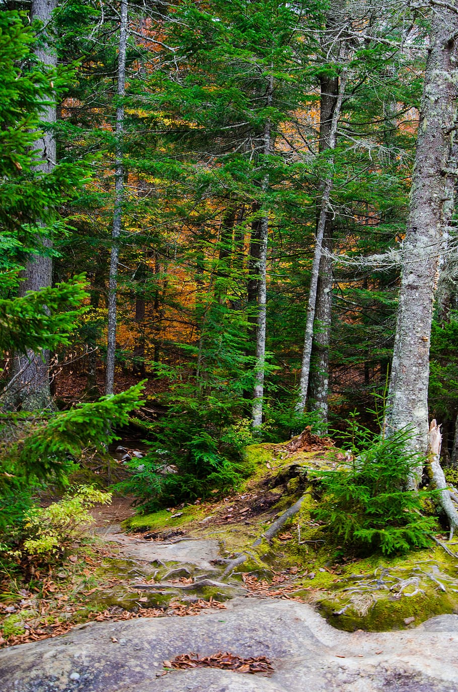 white mountains, fall, tree, forest, park, autumn, nature, landscape HD wallpaper