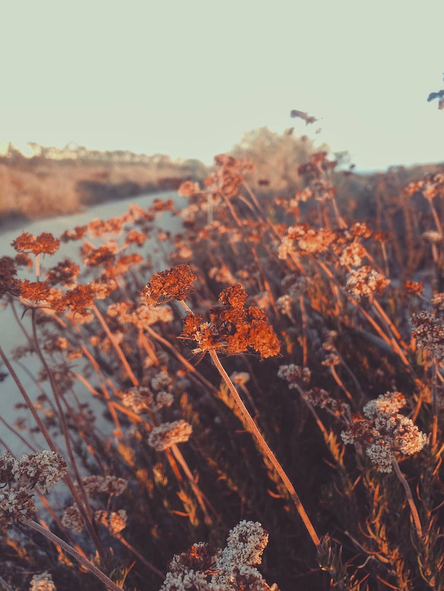 selective focused photo of a brown leafed plants, flower, red HD wallpaper