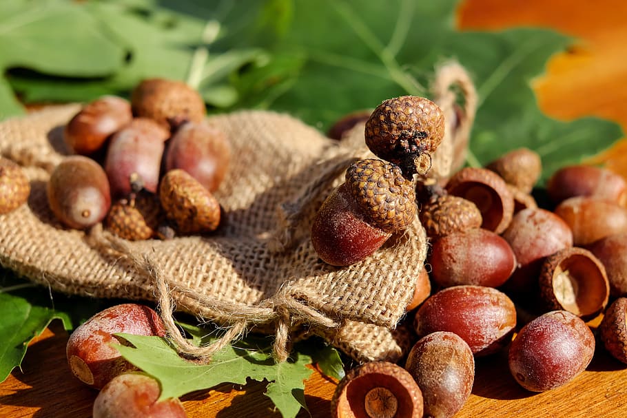 depth of field of hazelnuts, acorns, tree fruit, fruits, brown, HD wallpaper
