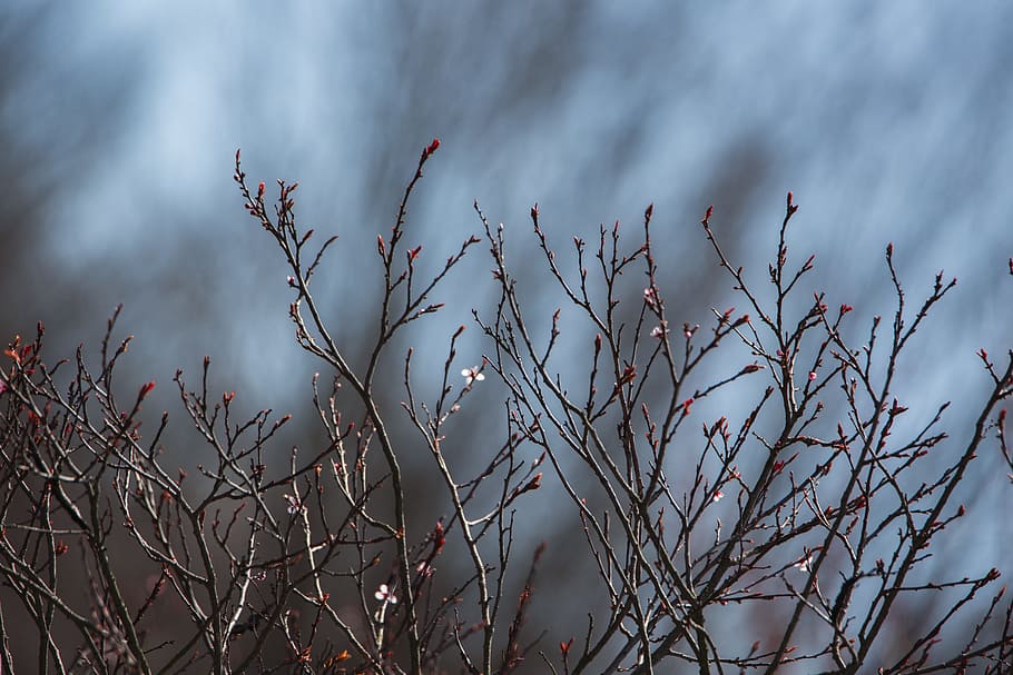 Spring, Branches, Nature, Branch, Plant, blossom, season, natural HD wallpaper
