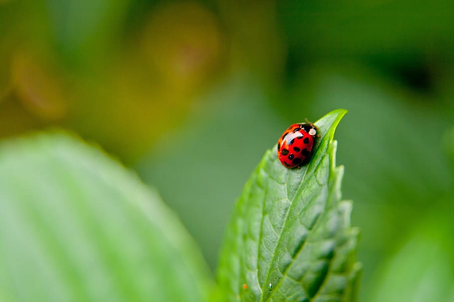 shallow focus photography of red and black ladybug, beetle HD wallpaper