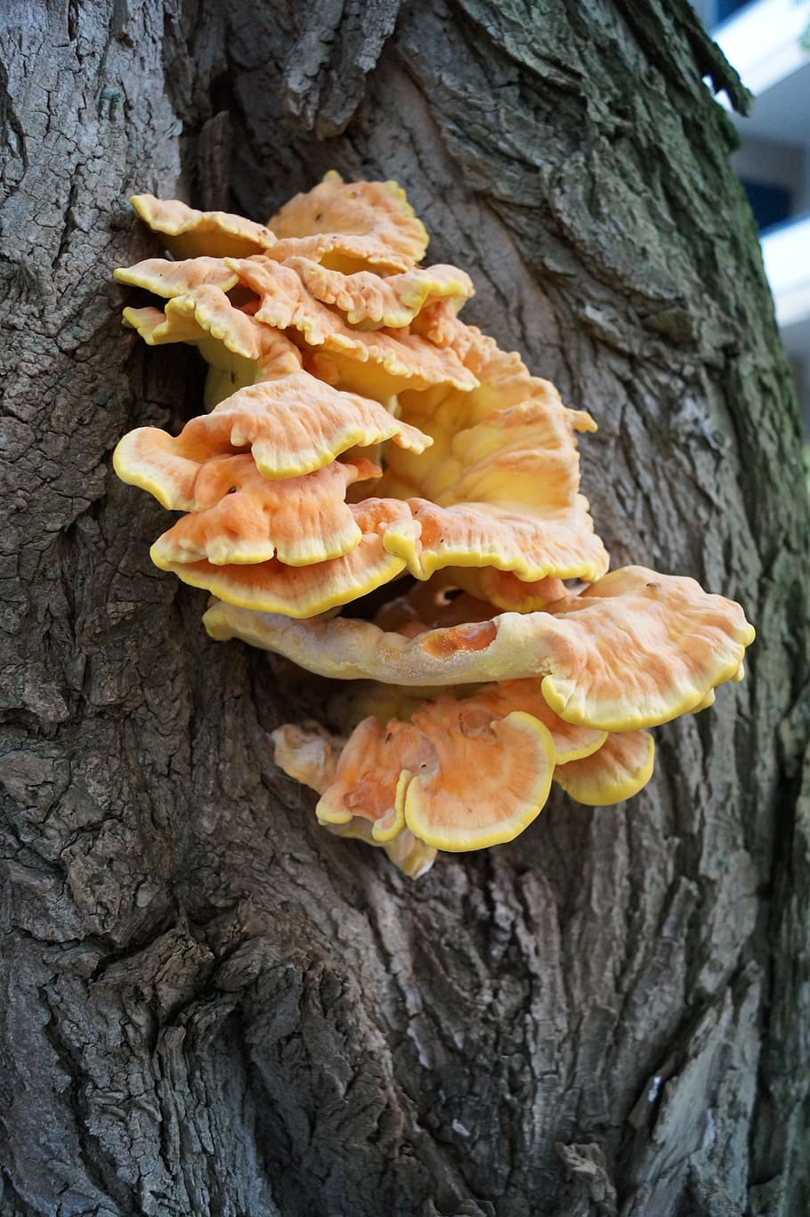 mushroom, log, neuss, befallner tree, tree trunk, plant, close-up HD wallpaper