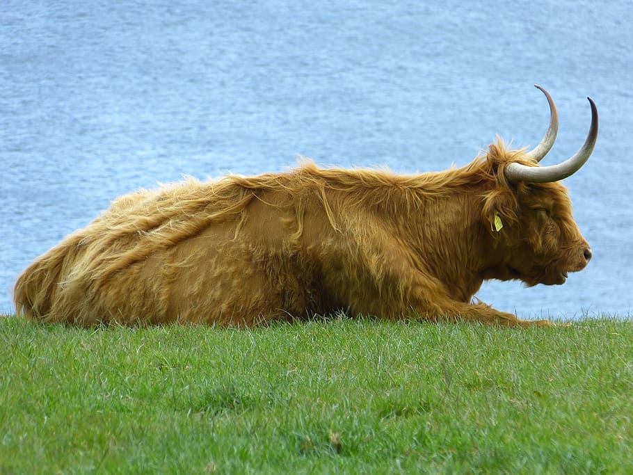 Beef, Scottish Highland Cow, highland cattle, animal, horns, one animal, HD wallpaper