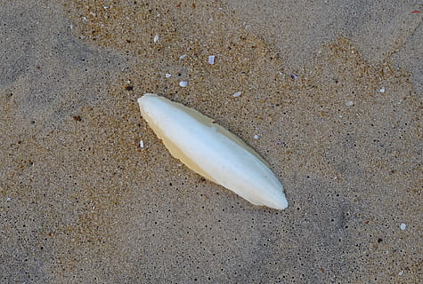 cuttlebone, cuttle fish, shell, cuttlefish, marine, aquatic HD wallpaper
