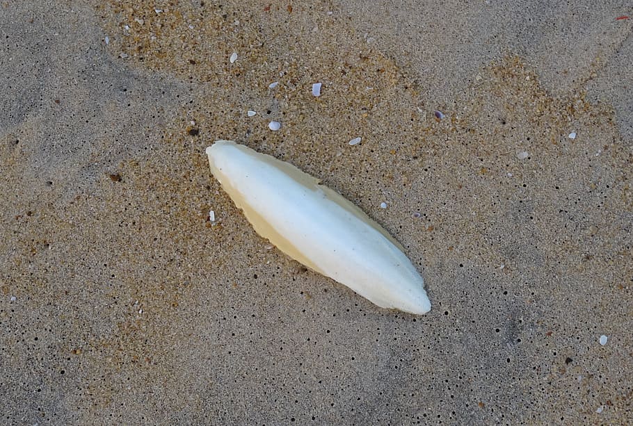 cuttlebone, cuttle fish, shell, cuttlefish, marine, aquatic HD wallpaper