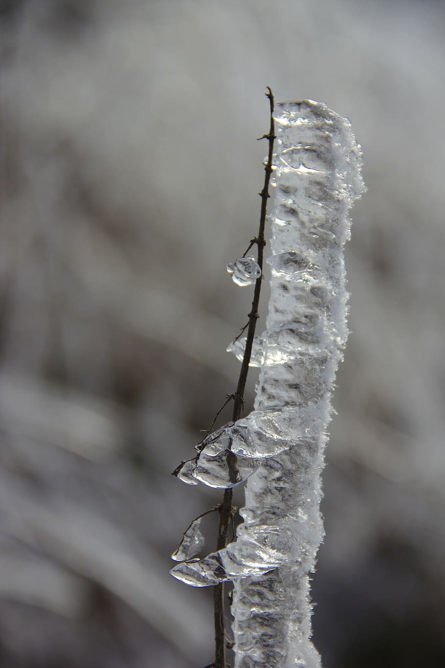 eisraupe, ice on the branch, iced, aesthetic, branches, iced ast, HD wallpaper