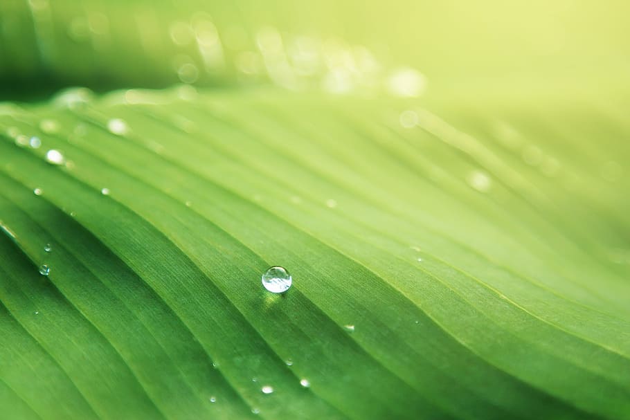 banana leaf, blur, bright, close-up, dew, droplets, drops, focus, HD wallpaper