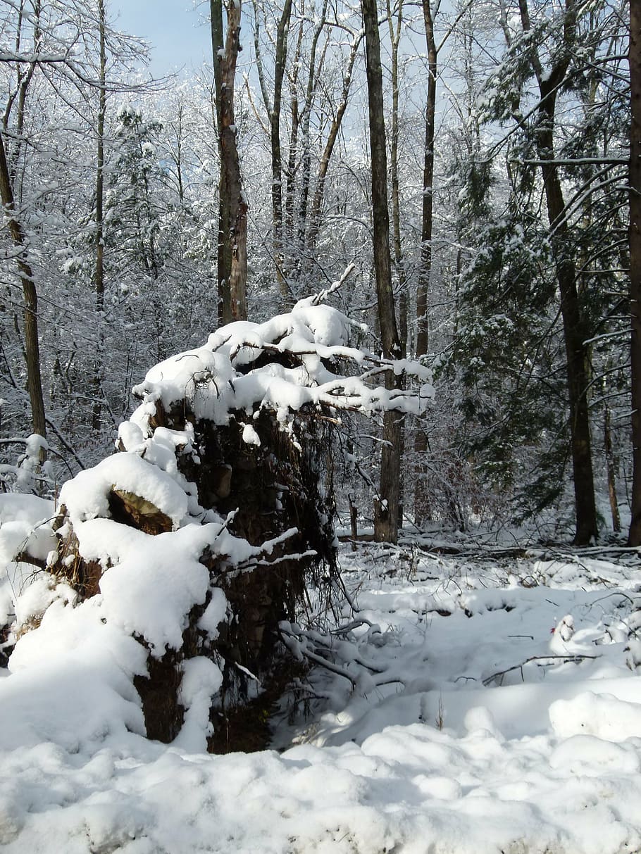 snow, snowfall, winter, cold, white, season, weather, cold temperature HD wallpaper
