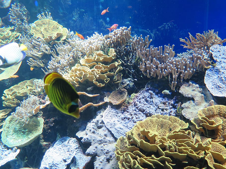 aquarium, monaco, fish, animal, animal wildlife, underwater HD wallpaper