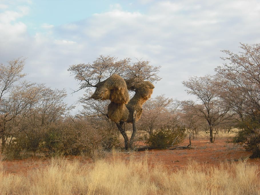baobab, african, tree, mammal, animal, animal themes, plant HD wallpaper