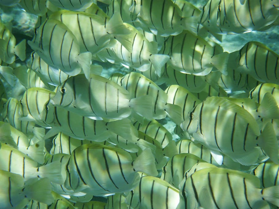 fish, coral, diving, full frame, green color, no people, backgrounds HD wallpaper
