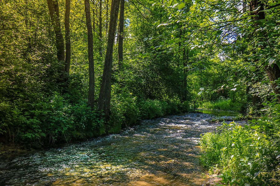 forest, stream, torrent, river, tree, nature, the brook, green HD wallpaper