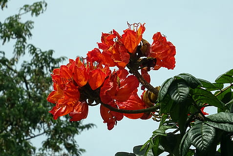 Flower, Spathodea, Plant, Tree, bignoniaceae, spathodea campanulata HD wallpaper