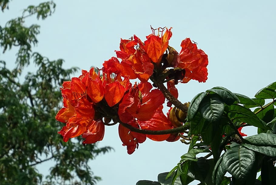 Flower, Spathodea, Plant, Tree, bignoniaceae, spathodea campanulata HD wallpaper