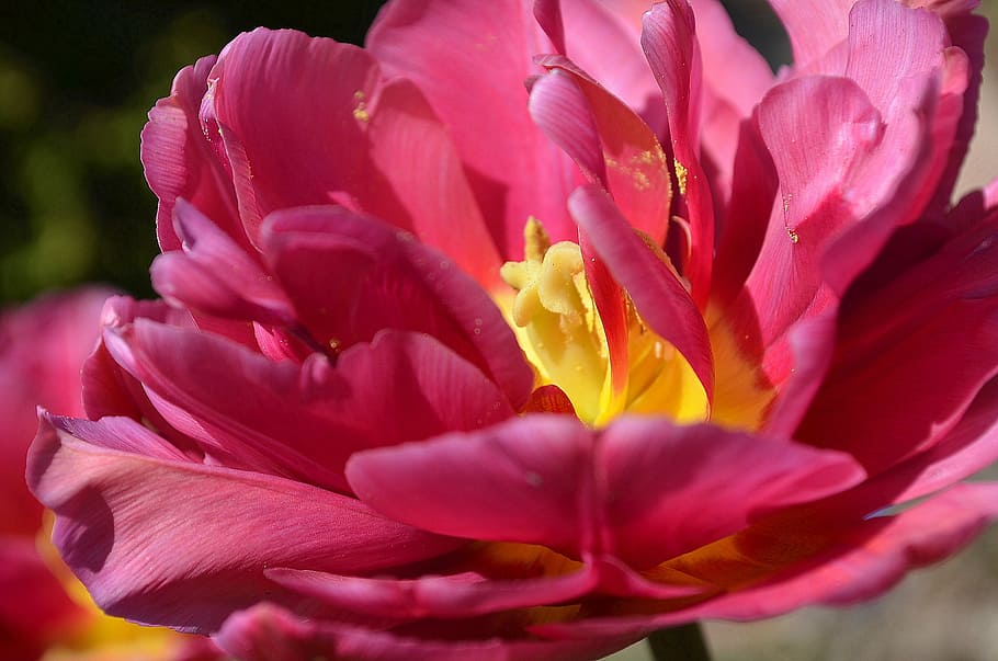 tulip, red, pink, blossom, bloom, flowering plant, petal, beauty in nature HD wallpaper
