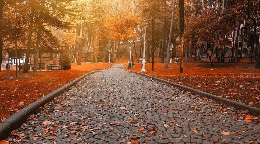 withered leaves on road during daytime, path, park, nature HD wallpaper