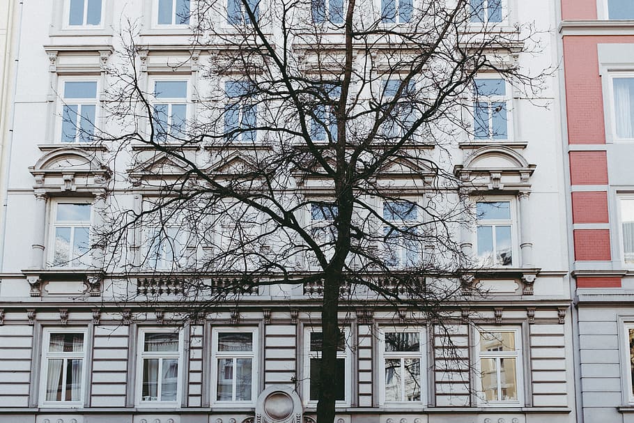 Tree and facade, architecture and Cityscape, window, building Exterior HD wallpaper