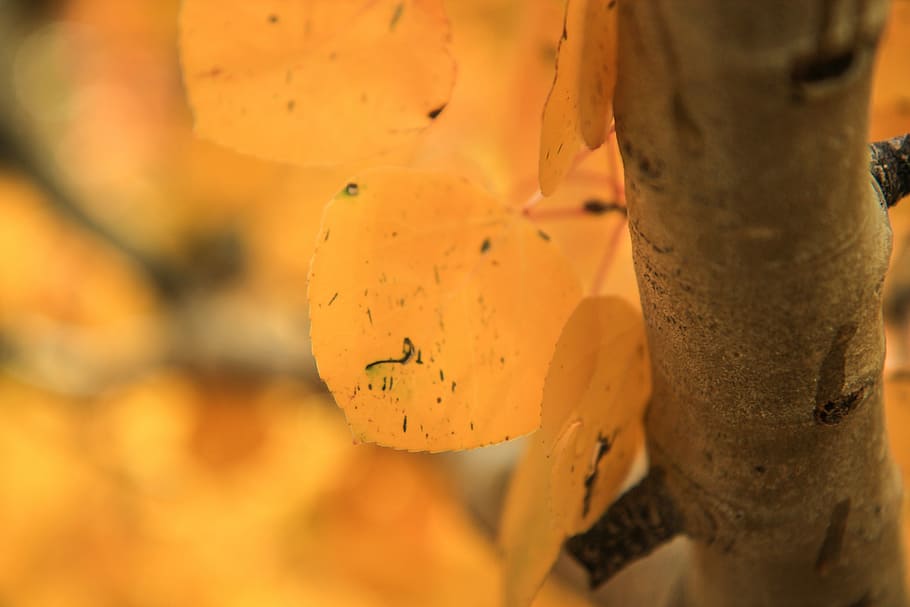 macro photography of yellow leaves, closeup photography of yellow flowers HD wallpaper