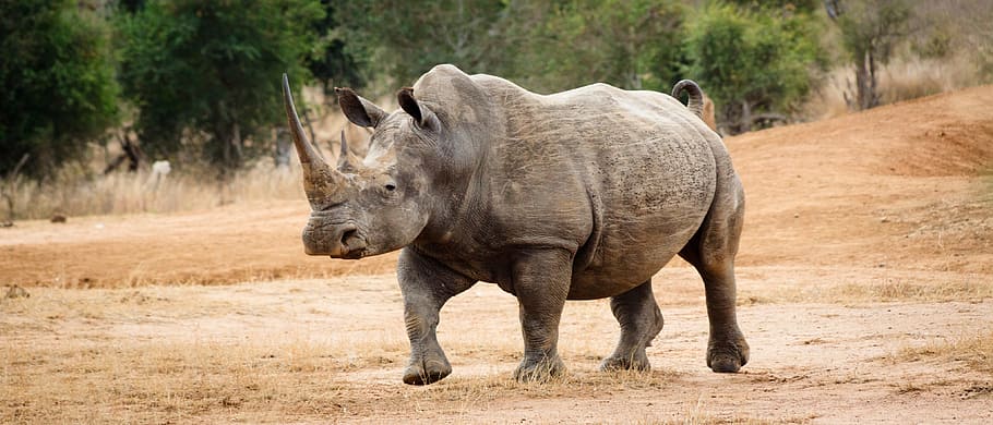 gray rhino walking on brown sand, swaziland, africa, natural