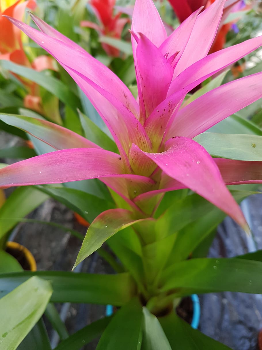 flower, tropical, exotic, plant, beauty in nature, growth, flowering plant HD wallpaper