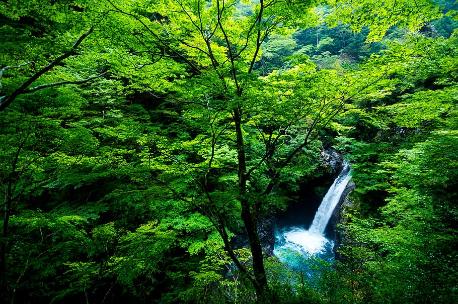 waterfalls inside forest near trees at daytime, landscape, japan HD wallpaper