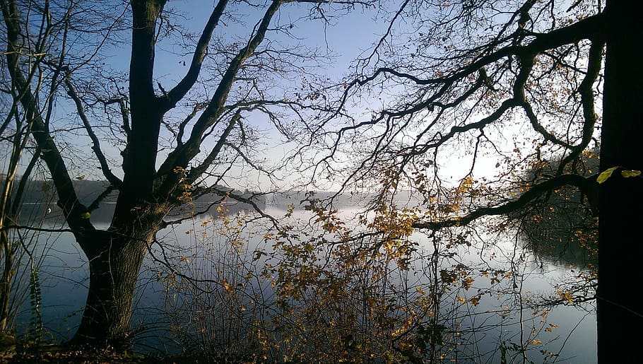 winter, trees, lake, wintry, winter trees, nature, forest, landscape HD wallpaper