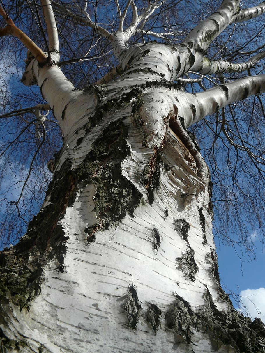 birch, tree, nature, sky, blue, log, tribe, sky view, plant HD wallpaper