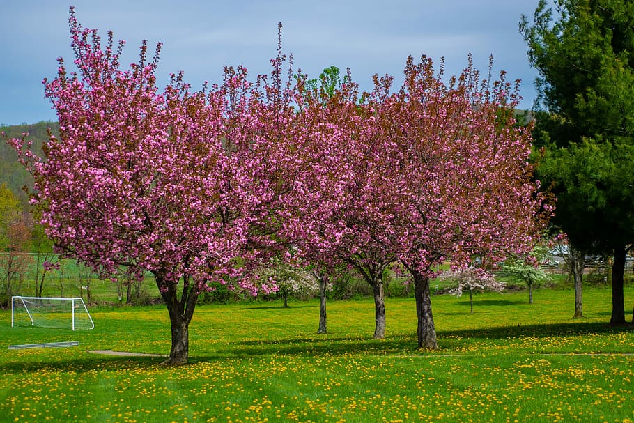 springtime, nature, blossom, blooming, branch, sunlight, green HD wallpaper