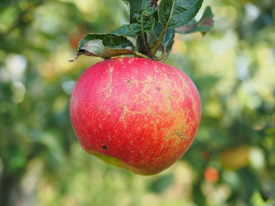 apple, apple tree, fruit, red, frisch, healthy, vitamins, orchard HD wallpaper