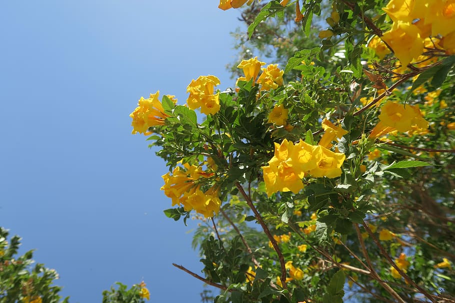 flower, tree, leaves, plant, nature, bud, blooming, flowering plant HD wallpaper