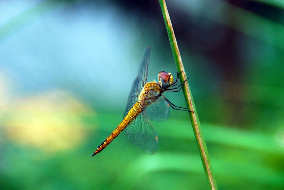 dragonfly, bug, insect, nature, animal, wildlife, wing, summer HD wallpaper