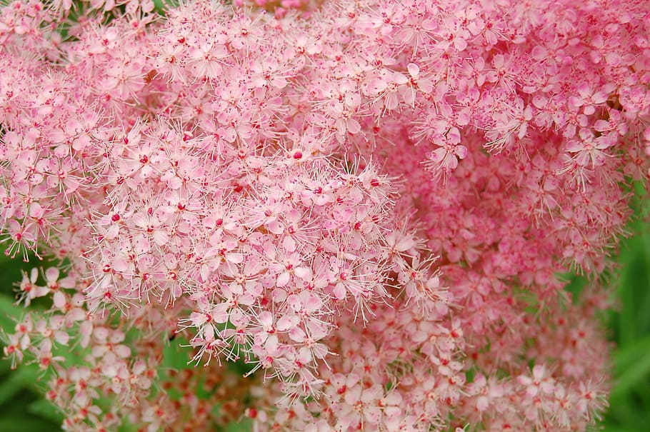 HD wallpaper: meadowsweet, pink, plant, blossom, bloom, nature