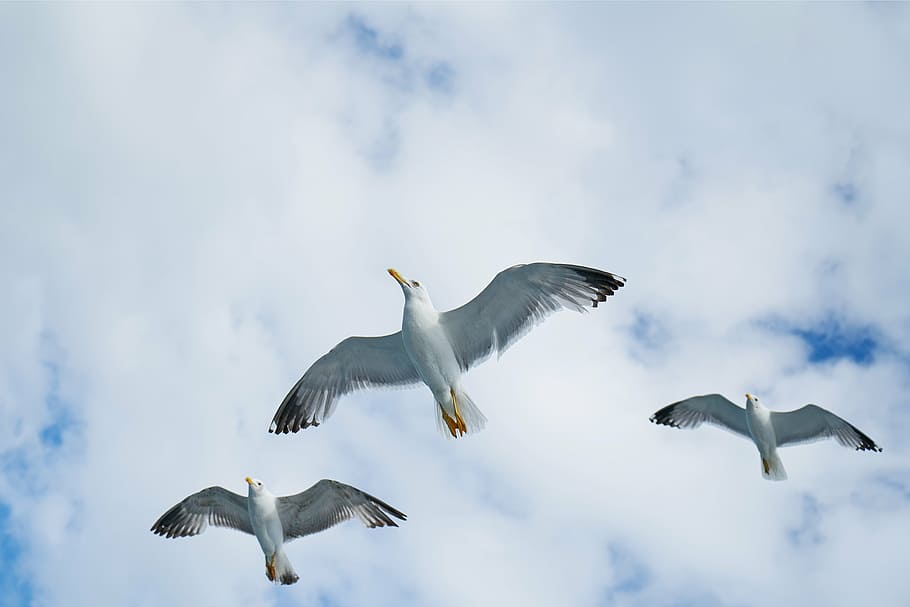 birds, seagull, gulls, beautiful, nature, clouds, landscape HD wallpaper