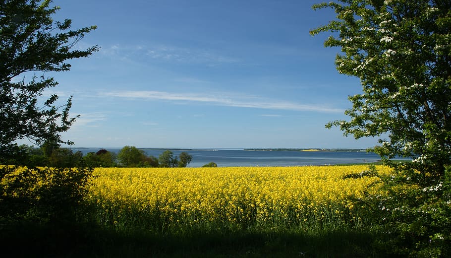 mark, yellow, natural, denmark, oilseed rape, view, landscape HD wallpaper