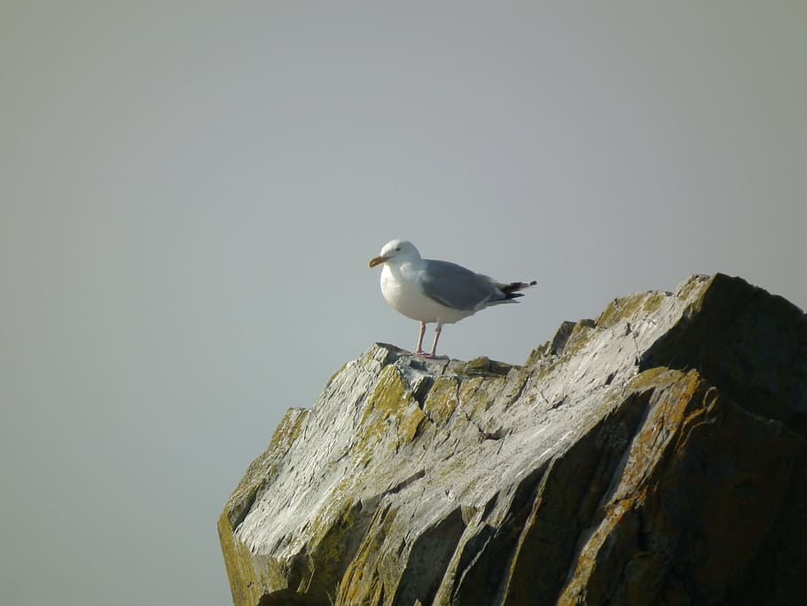 seagull, rock, gray sky, animals in the wild, animal wildlife HD wallpaper