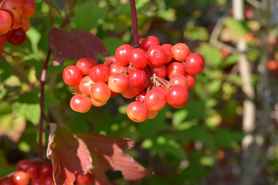 berries, red, fruit, nature, ripe, natural food, fresh, healthy HD wallpaper