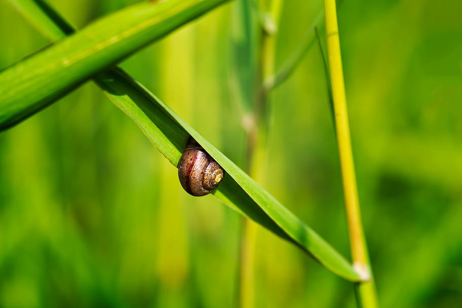 Undercover, shallow focus photo of brown snail, summer, grass HD wallpaper