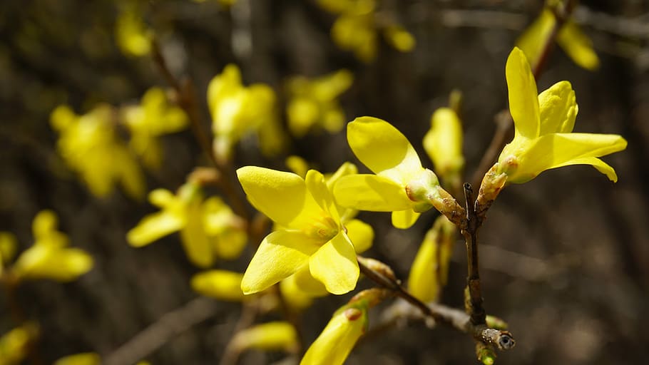 Forsythia, Spring, Nature, Yellow, yellow flower, plants, no people HD wallpaper
