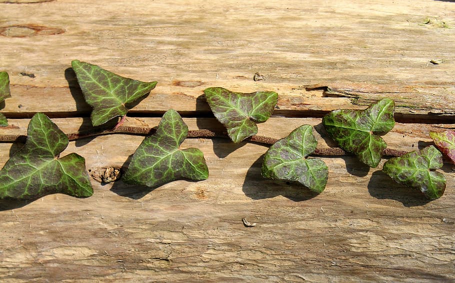 ivy, creeper, leaf, plant, nature, tree, plant part, green color HD wallpaper