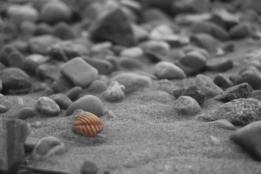 beach, sand, side, shore, nature, shell, selective focus, land HD wallpaper