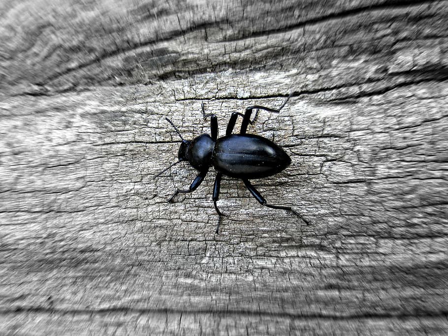 bug, insect, nature, beetle, animal, macro, wildlife, pest HD wallpaper