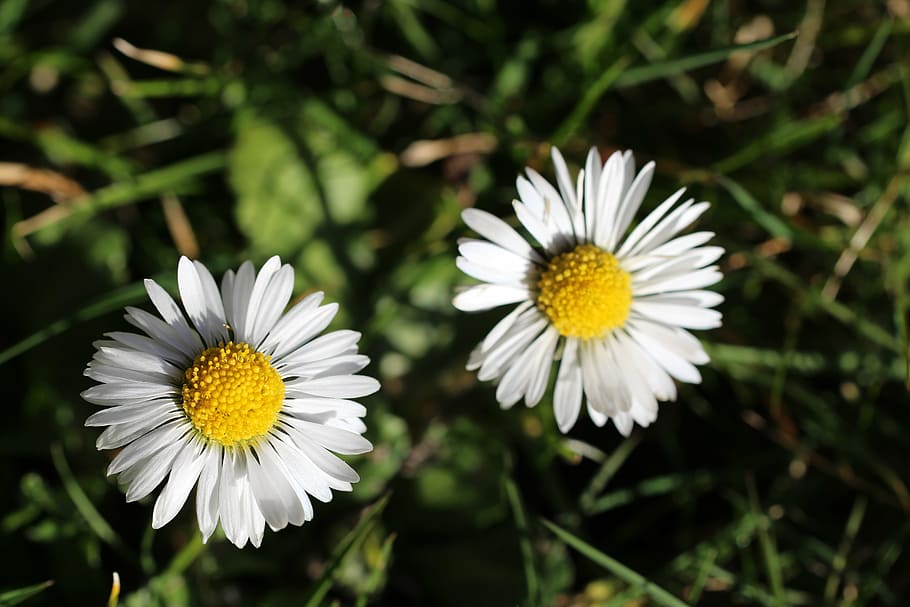 two, rays, bright, bloom, blossom, small, tiny, daisy, yellow HD wallpaper