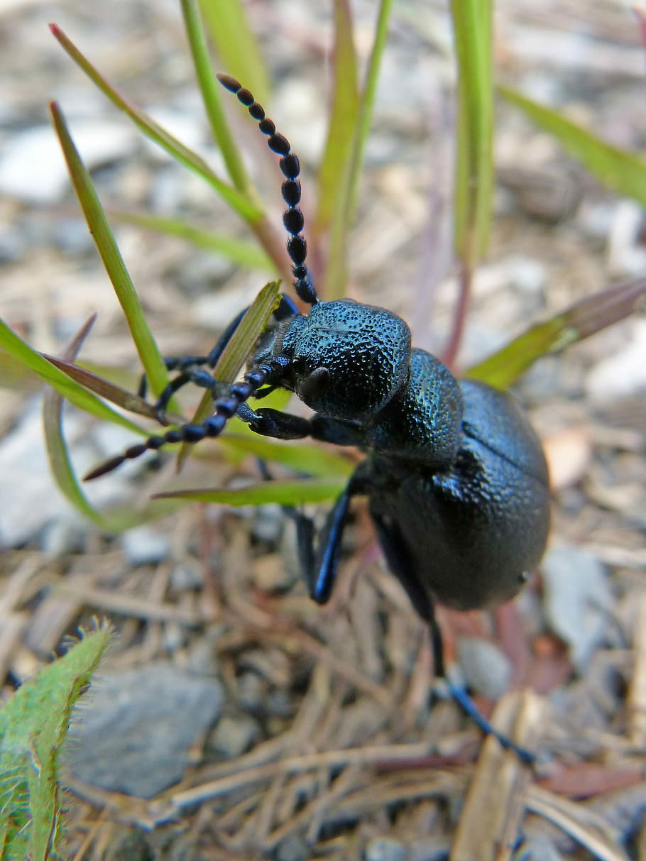 beetle, metallized, shimmering, macro, nature, insect, wild life HD wallpaper