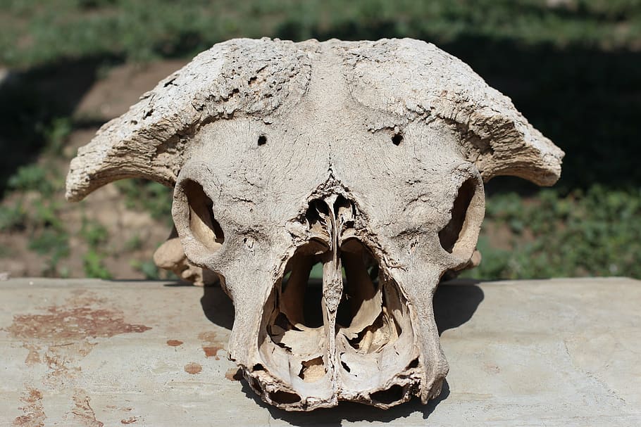 skull, bone, head, death, bones, skeleton, skull and crossbones HD wallpaper