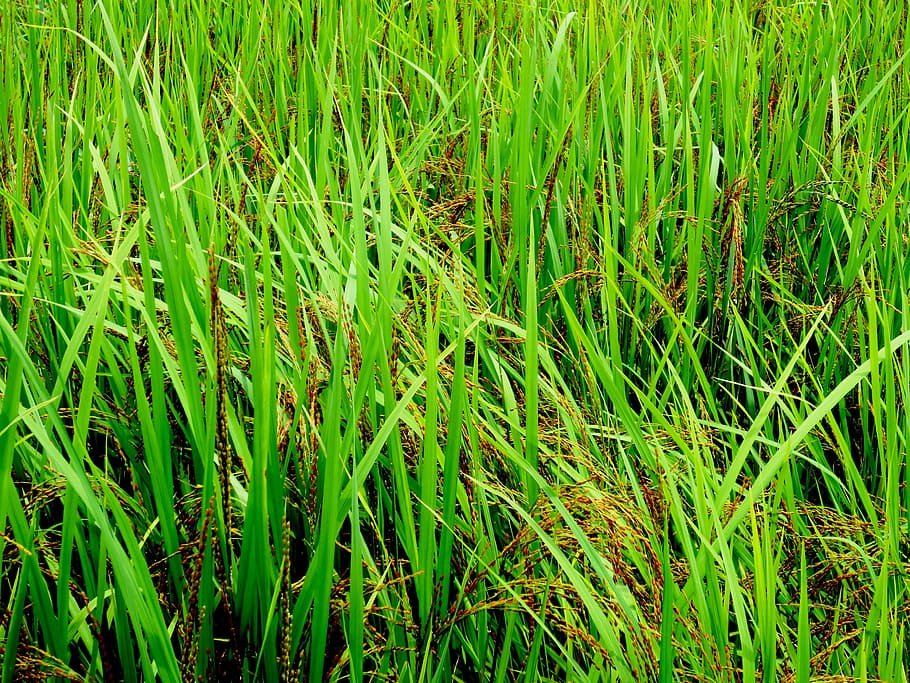 grass, green, field, landscape, natural, fresh, green color HD wallpaper