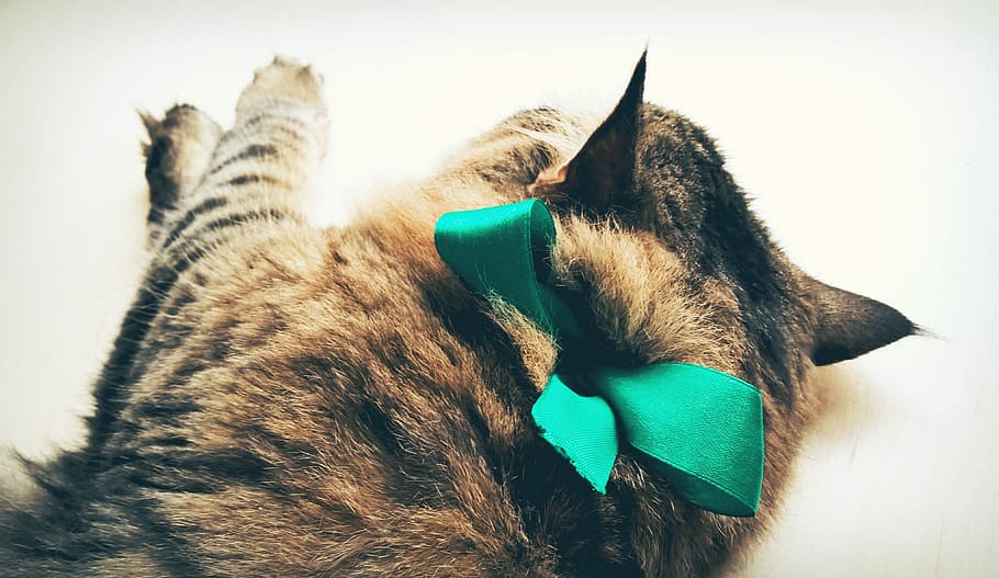 Cat, Bow, Holiday, Turquoise, domestic Cat, pets, animal, animals And Pets HD wallpaper
