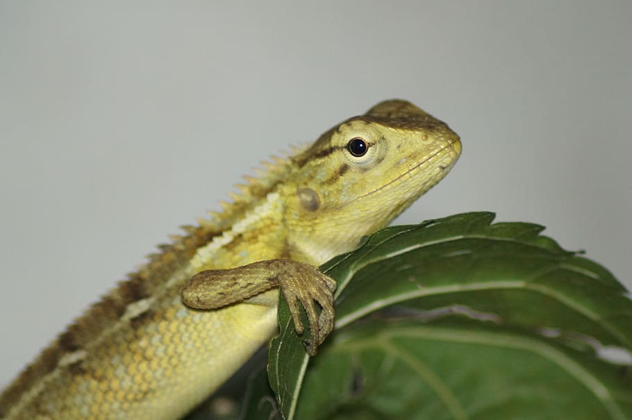green lizard placed on leaf, monster, dragon, animal, jungle HD wallpaper