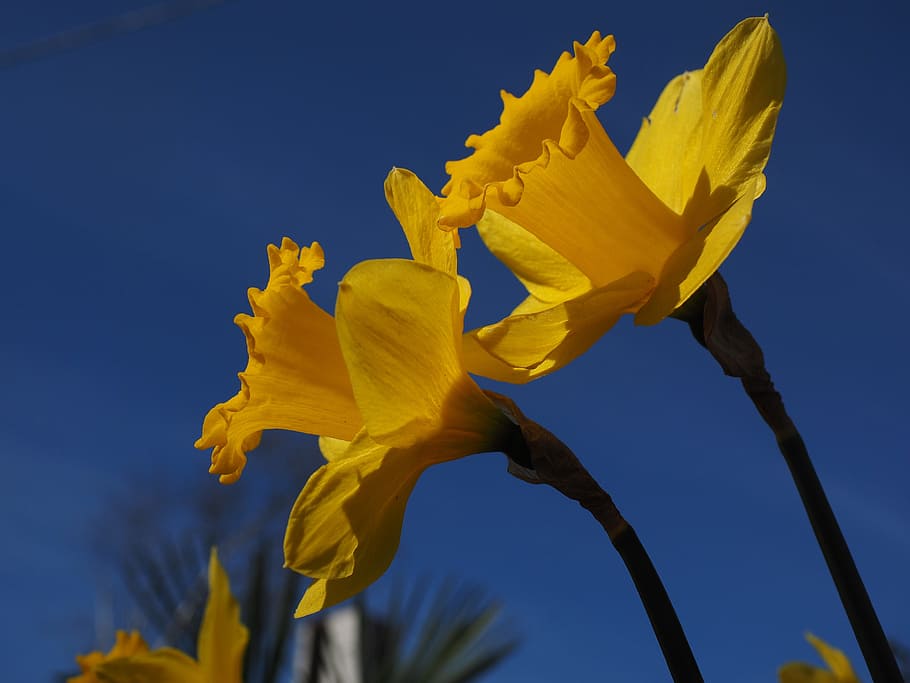 Daffodils, Flowers, Yellow, Spring, narcissus pseudonarcissus HD wallpaper